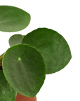 Chinese Money Plant (Pilea peperomioides)