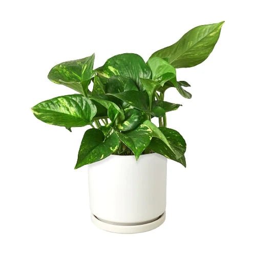 Pothos 'Golden' - Planty Love Co