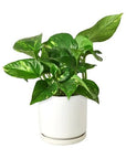 Pothos 'Golden' - Planty Love Co