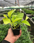 Pothos 'Neon' - Planty Love Co
