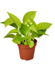 Pothos 'Neon' - Planty Love Co