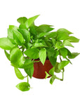 Pothos 'Neon' - Planty Love Co