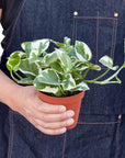 Pothos NJoy (Epipremnum aureum)