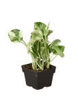 Pothos NJoy (Epipremnum aureum)