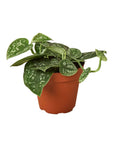 Pothos 'Satin' - Planty Love Co