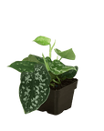 Pothos 'Satin' - Planty Love Co