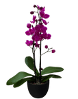 Purple Phalaenopsis Orchid (Phalaenopsis)