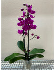 Purple Phalaenopsis Orchid (Phalaenopsis)