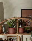 Salamanca Dotted Terracotta Planter with Saucer, 5.5 inch - Planty Love Co