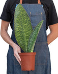 Shark Fin Snake Plant (Sansevieria masoniana) - Planty Love Co