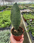 Shark Fin Snake Plant (Sansevieria masoniana) - Planty Love Co