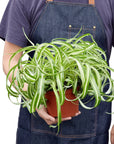 Spider Plant Bonnie (Chlorophytum comosum)