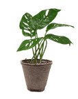Swiss Cheese Plant Monstera Adansonii (Monstera adansonii)