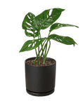 Swiss Cheese Plant Monstera Adansonii (Monstera adansonii)