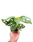 Swiss Cheese Plant Monstera Adansonii (Monstera adansonii)
