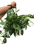 Swiss Cheese Plant Monstera Adansonii (Monstera adansonii)