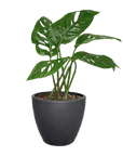 Swiss Cheese Plant Monstera Adansonii (Monstera adansonii)