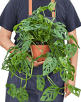 Swiss Cheese Plant Monstera Adansonii (Monstera adansonii)