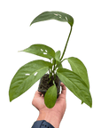 Swiss Cheese Plant Monstera Adansonii (Monstera adansonii)