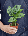 Swiss Cheese Plant Monstera Adansonii (Monstera adansonii)