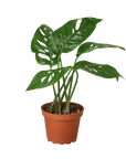 Swiss Cheese Plant Monstera Adansonii (Monstera adansonii)