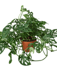 Swiss Cheese Plant Monstera Adansonii (Monstera adansonii)