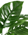 Swiss Cheese Plant Monstera Adansonii (Monstera adansonii)