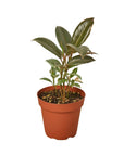 Tineke Rubber Plant (Ficus elastica)