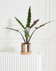 Truman Striped Ceramic Planter with Saucer, 7.75 inch - Planty Love Co