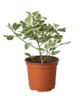Variegated Triangularis Rubber Plant (Ficus triangularis)
