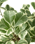 Variegated Triangularis Rubber Plant (Ficus triangularis)