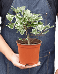 Variegated Triangularis Rubber Plant (Ficus triangularis)