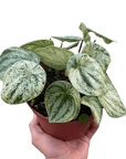 Variegated Watermelon Peperomia (Peperomia argyreia) - Planty Love Co