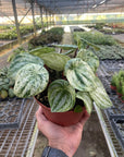 Variegated Watermelon Peperomia (Peperomia argyreia) - Planty Love Co