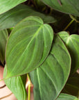 Velvet Philodendron Micans Live Indoor Plant (Philodendron hederaceum micans), Easy Care Trailing Houseplant for Home and Office Decor - Planty Love Co