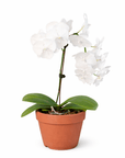 White Phalaenopsis Orchid (Phalaenopsis)