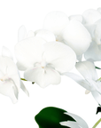 White Phalaenopsis Orchid (Phalaenopsis)