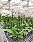 White Phalaenopsis Orchid (Phalaenopsis)