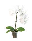 White Phalaenopsis Orchid (Phalaenopsis)
