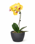 Yellow Phalaenopsis Orchid (Phalaenopsis)