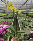 Yellow Phalaenopsis Orchid (Phalaenopsis)