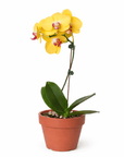 Yellow Phalaenopsis Orchid (Phalaenopsis)