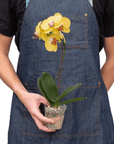 Yellow Phalaenopsis Orchid (Phalaenopsis)
