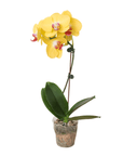 Yellow Phalaenopsis Orchid (Phalaenopsis)