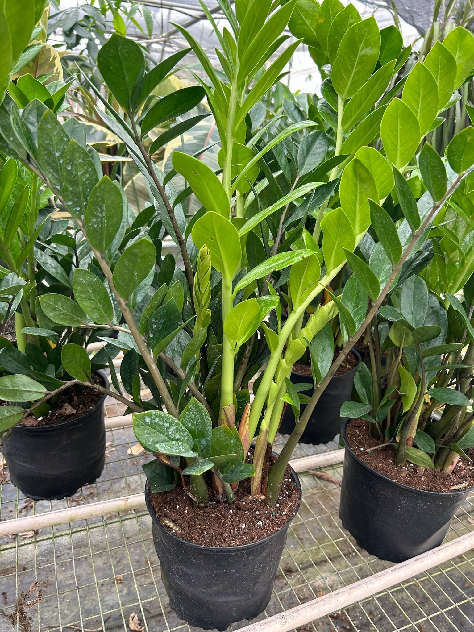 Zamioculcas Zamiifolia ZZ - Planty Love Co