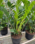 Zamioculcas Zamiifolia ZZ - Planty Love Co