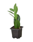 Zamioculcas Zamiifolia ZZ - Planty Love Co