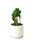 Zamioculcas Zamiifolia ZZ - Planty Love Co