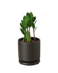 Zamioculcas Zamiifolia ZZ - Planty Love Co