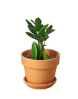 Zamioculcas Zamiifolia ZZ - Planty Love Co